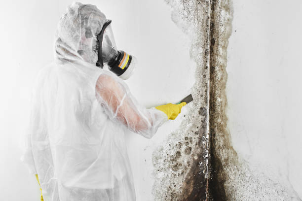 Attic Mold Removal in East Mckeesport, PA