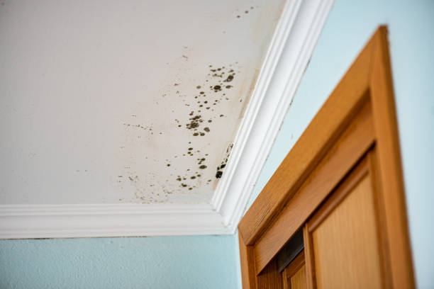 Mold Removal Process in East Mckeesport, PA