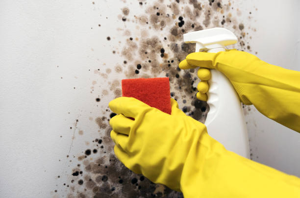 Best Mold Damage Repair  in East Mckeesport, PA