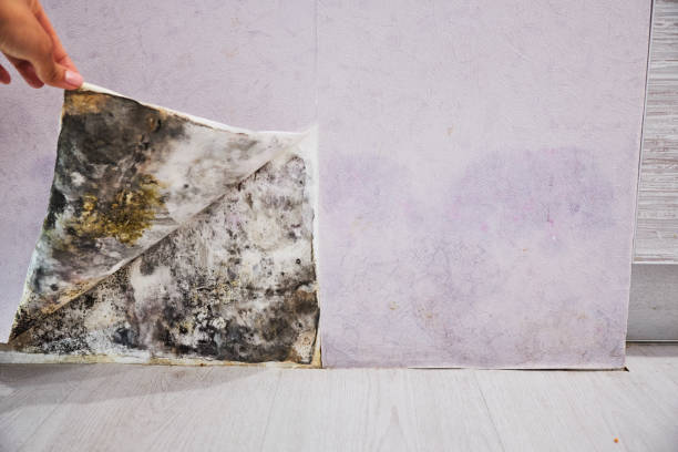 Professional Mold Removal in East Mckeesport, PA